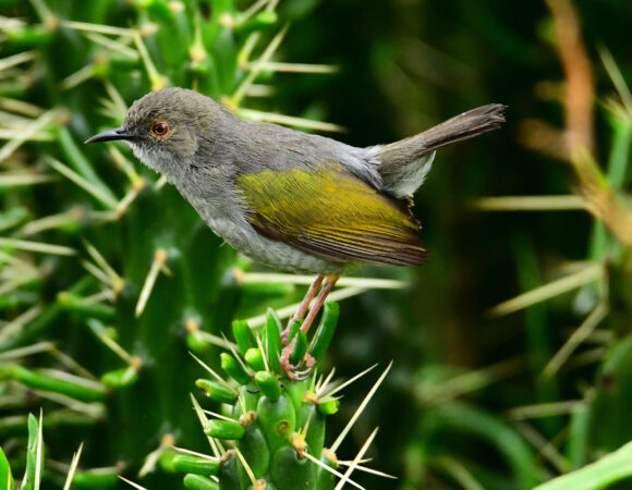 CRAFTING THE PERFECT BIRD PHOTOGRAPHY TOUR IN KENYA.