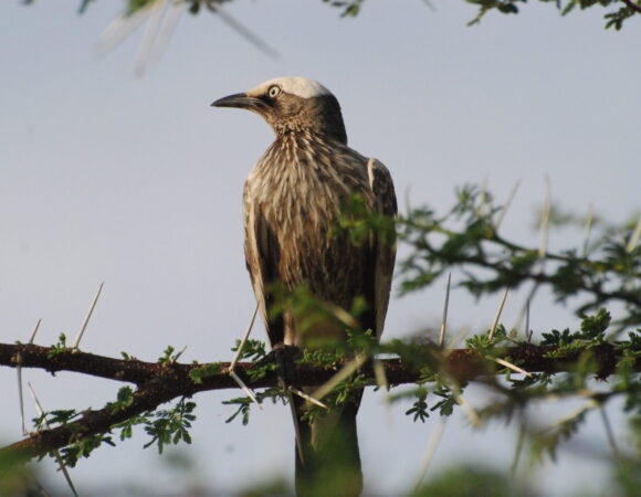 14 Days Birdwatching Safari In Kenya