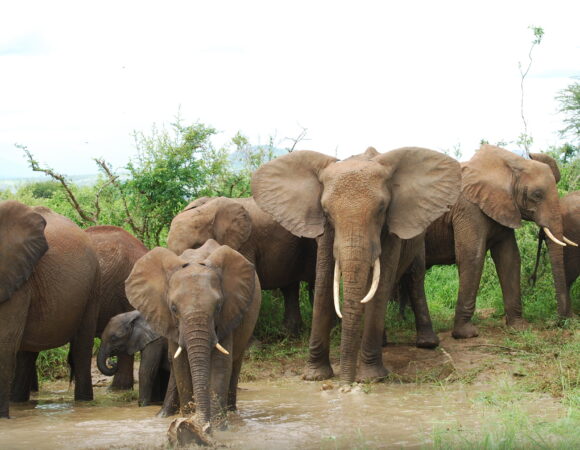 6 Days Uganda Safari