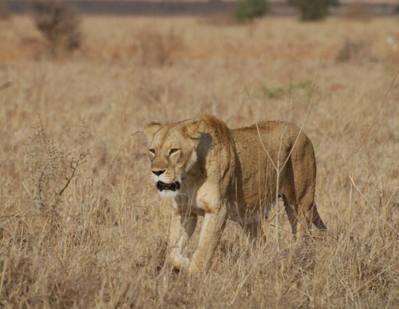 8 Days Wildlife Safari Kenya