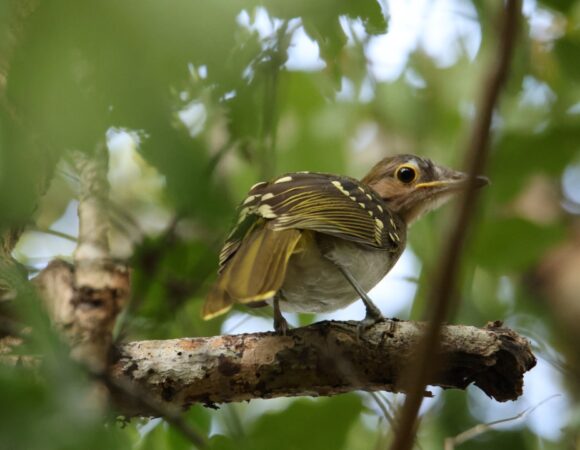 16 Days Ultimate Birding Tour