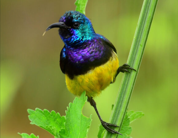 Ecotourism and Conservation Efforts: Twinspot Tours’ Commitment to Sustainable Birding.