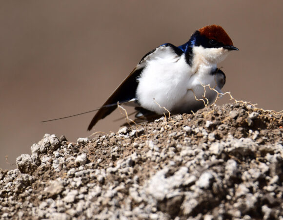 10 Days Coastal Birding Safari